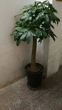 發(fā)財樹