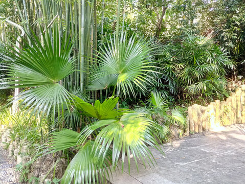 公園景色素材植物