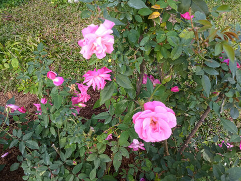 花草