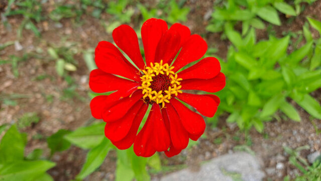 紅菊花特寫