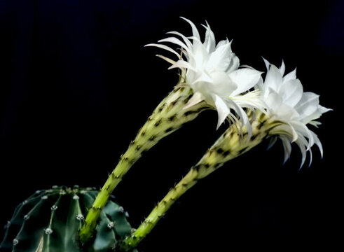 仙人球花