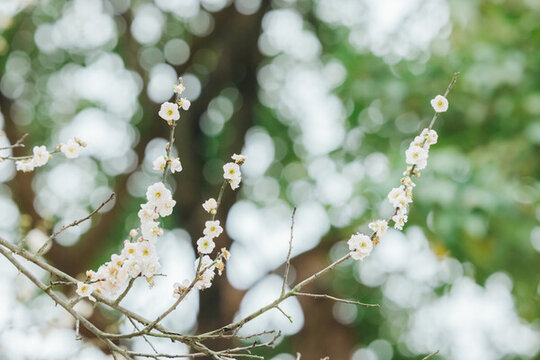 廣州蘿崗香雪公園梅花