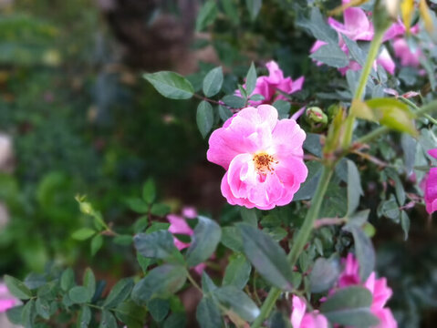 月季花