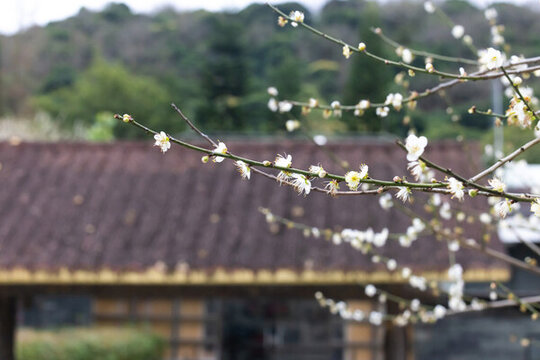 廣州蘿崗香雪公園梅花