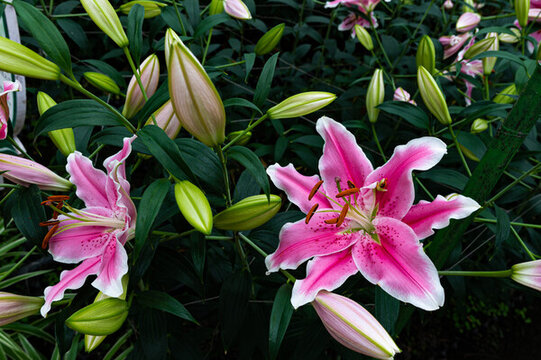 百合花