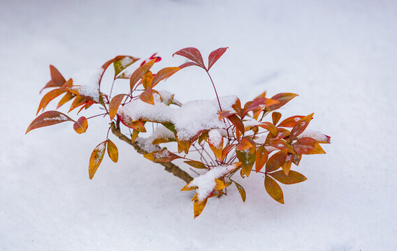 白雪映紅葉