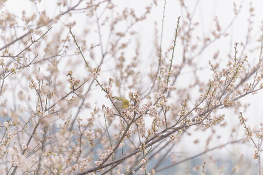 梅花上的暗綠繡眼鳥(niǎo)
