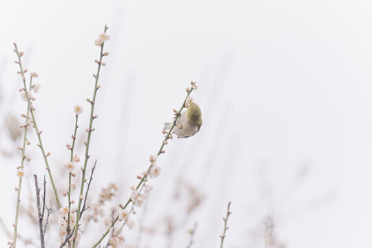 梅花上的暗綠繡眼鳥