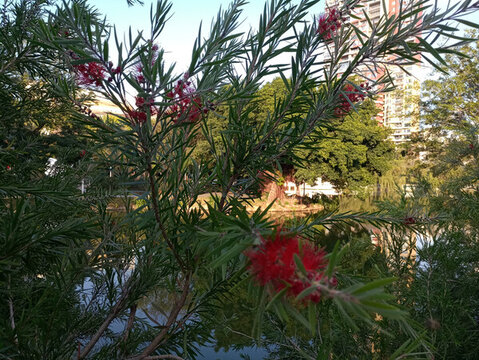 公園芙蓉花