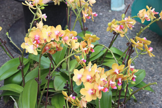 蝴蝶蘭花