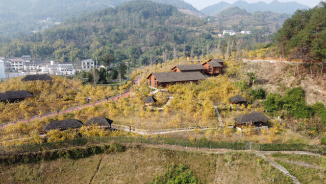 航拍重慶臘梅園