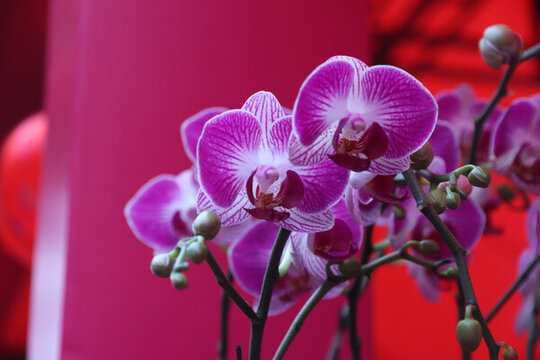 蝴蝶蘭花