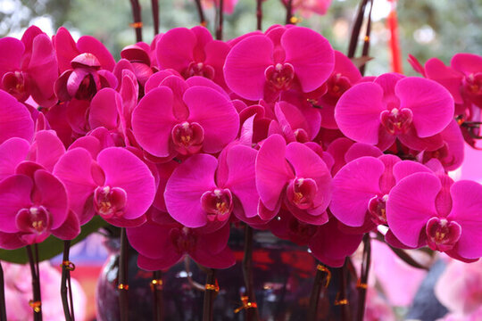 蝴蝶蘭花