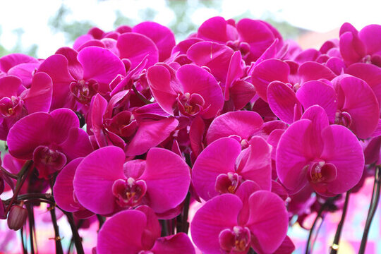 蝴蝶蘭花