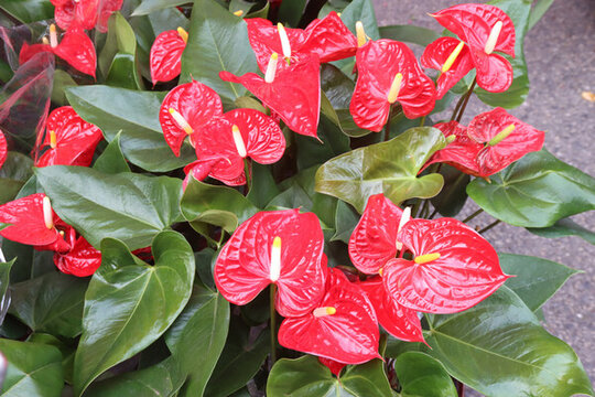 紅掌花