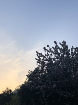 天空樹木