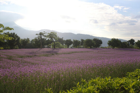 油菜花