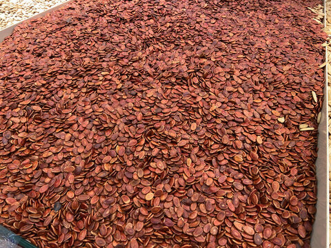 紅瓜子