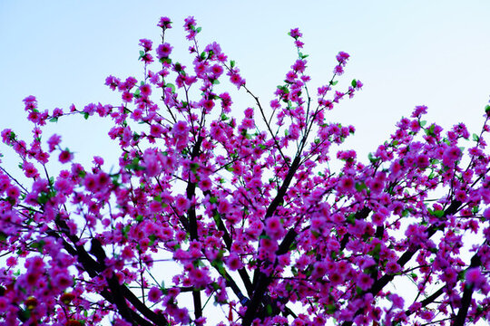 桃花盛開(kāi)