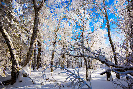 森林霧凇雪景