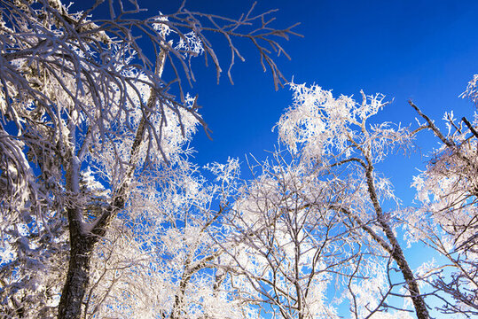 霧凇雪景