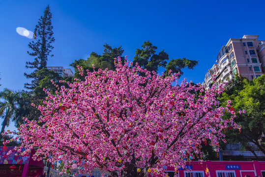 桃花樹