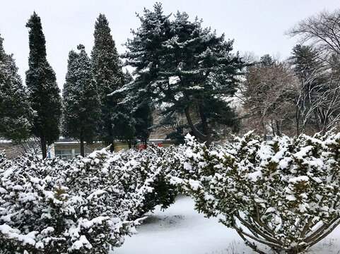 雪壓樹叢