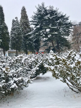 飛雪鋪樹(shù)叢