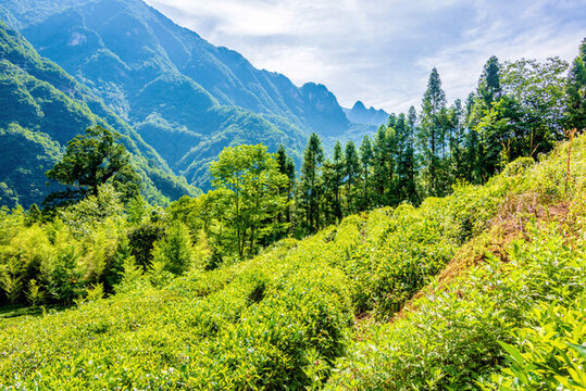 中國湖北神農(nóng)架神農(nóng)壇神農(nóng)茶園