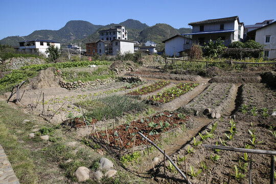 農(nóng)家菜園子