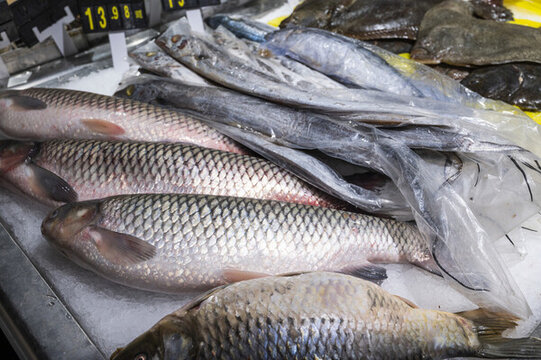 魚類