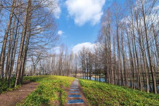 秋天公園樹林及小路