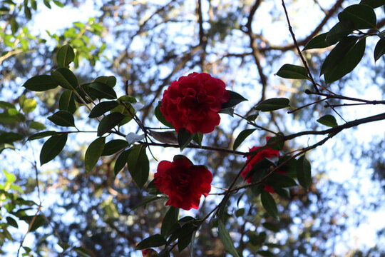 兩朵紅花
