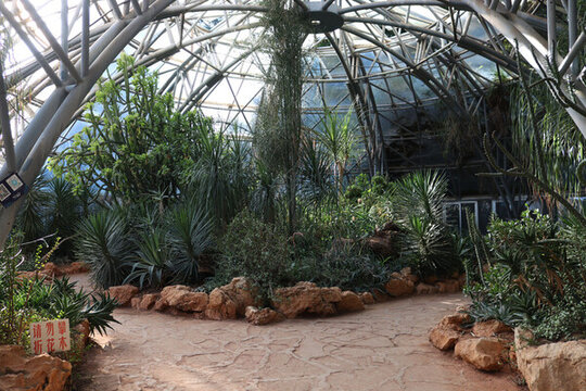 室內(nèi)植物