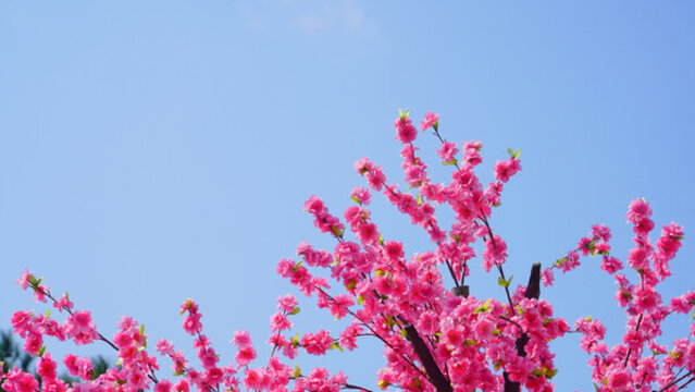 藍(lán)天陽(yáng)光照耀迎春花桃花盛開(kāi)