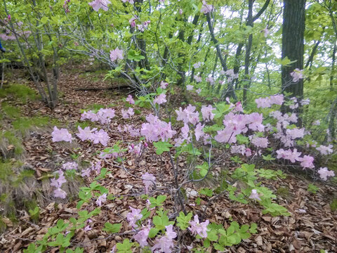 杜鵑花
