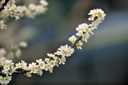 李花