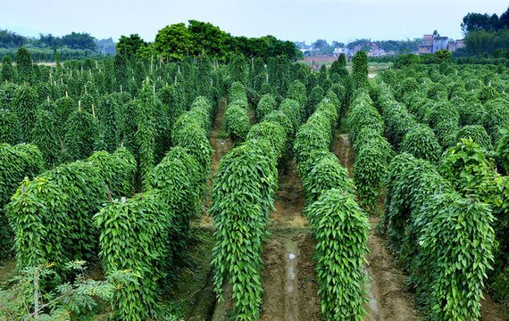 淮山種植山藥種植