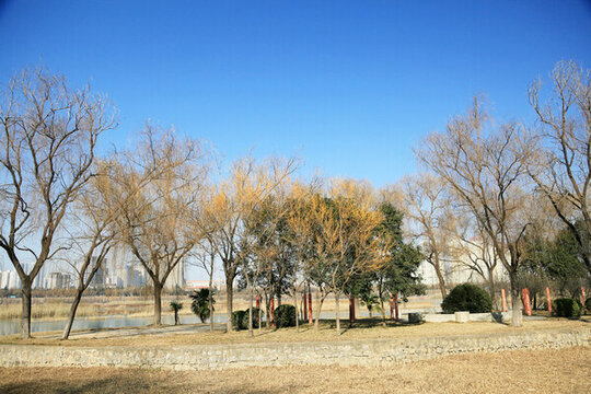 河邊垂柳
