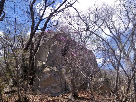 巖前映山紅