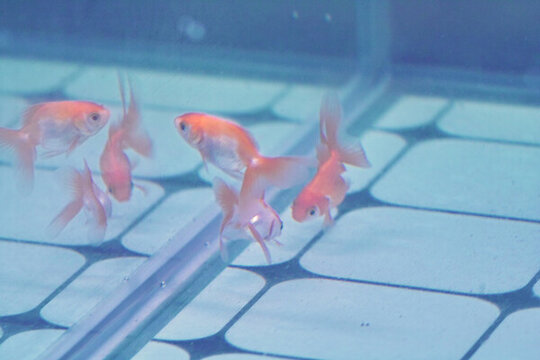 群魚