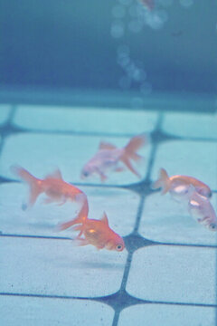 群魚