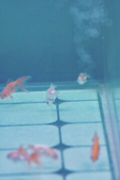 觀賞金魚