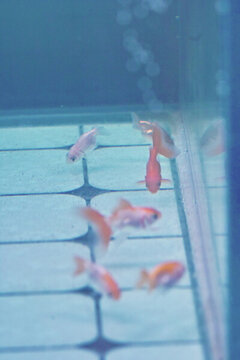 觀賞金魚