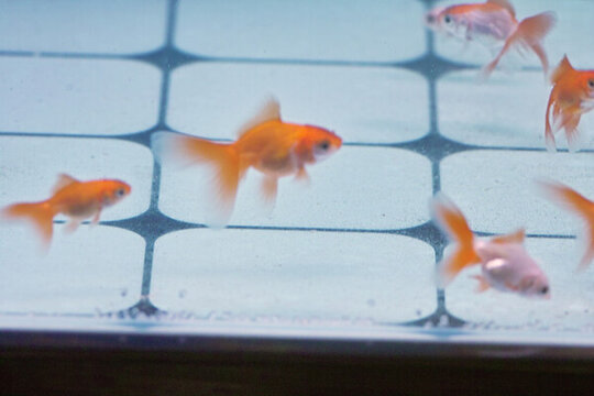 小金魚