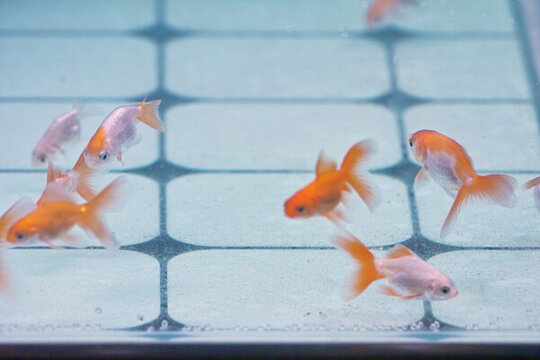 小金魚