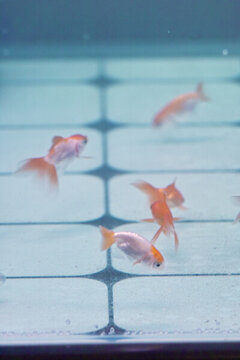 小金魚