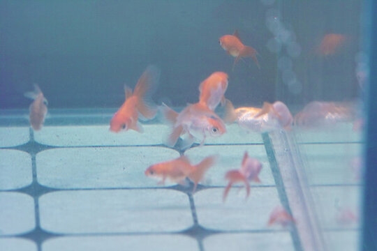小金魚