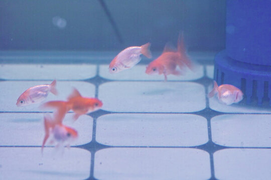 小金魚