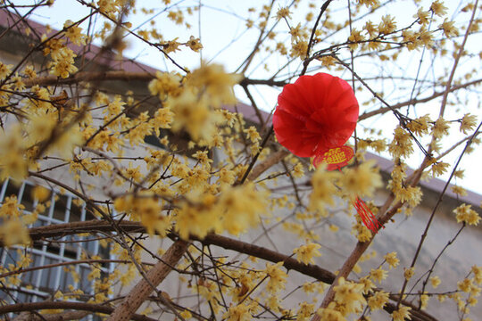 臘梅迎春花盛開